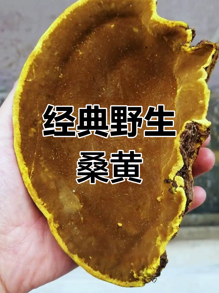 秦岭桑树桑黄,金边圆润的经典之选