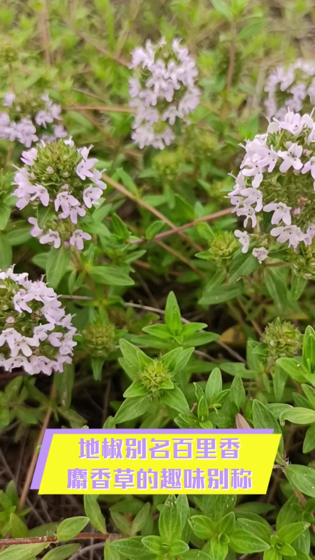地椒别名百里香,麝香草的趣味别称