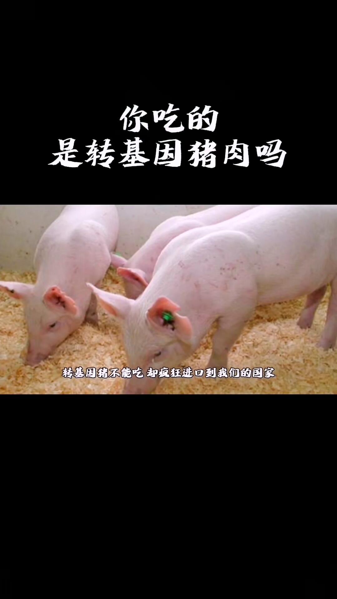 注意转基因猪进入我们国家