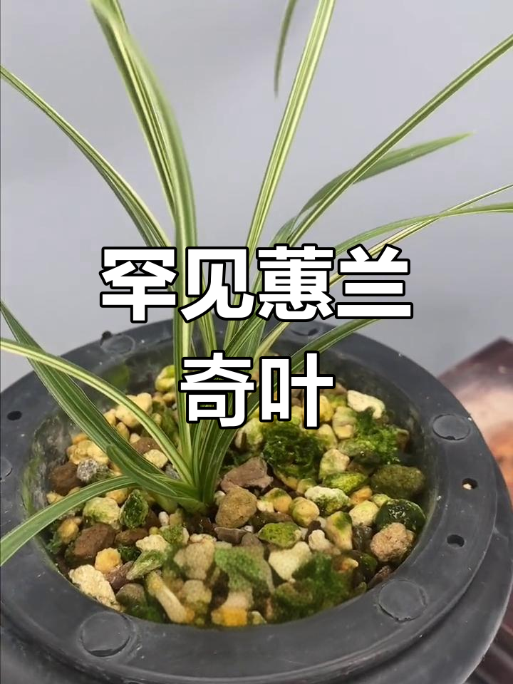 稀有蕙兰奇叶,雪白翼卷曲独特