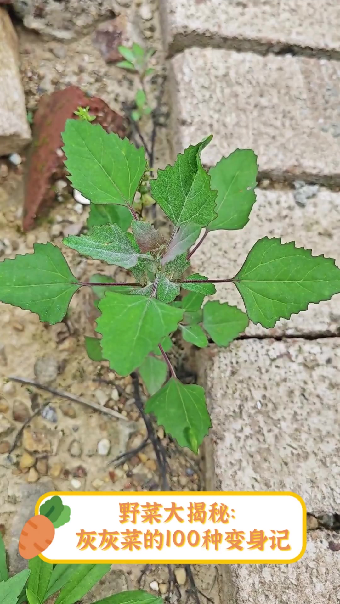 灰灰菜学名图片