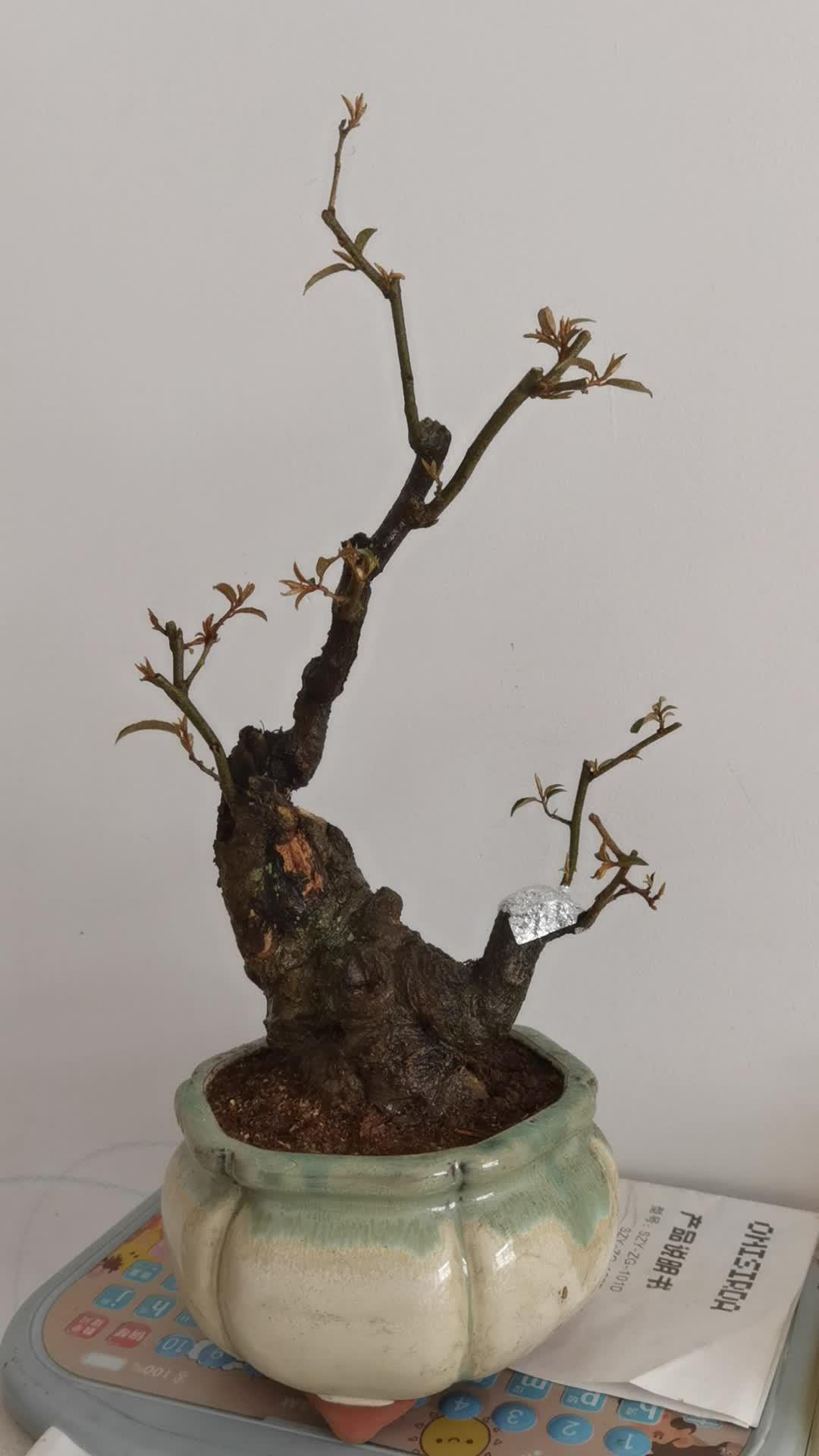 盆景 花卉绿植 爱生活爱养花 换盆继续放养 小叶胡颓子