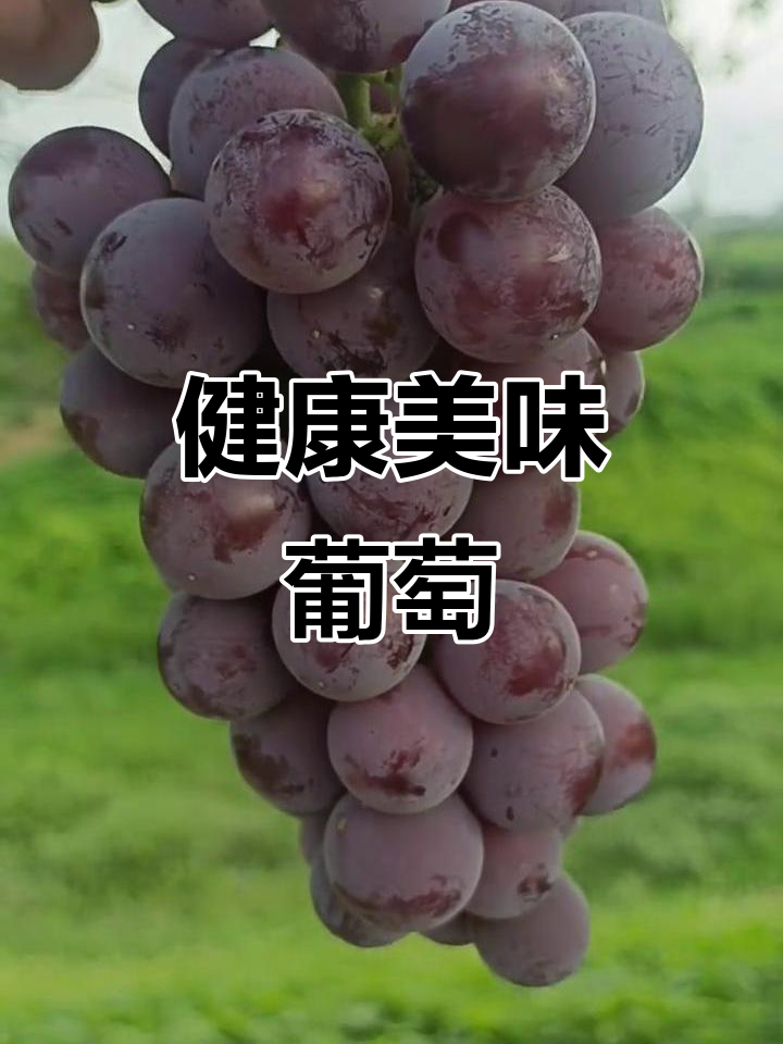 户太八号葡萄,天然口感,回味无穷,健康有核!