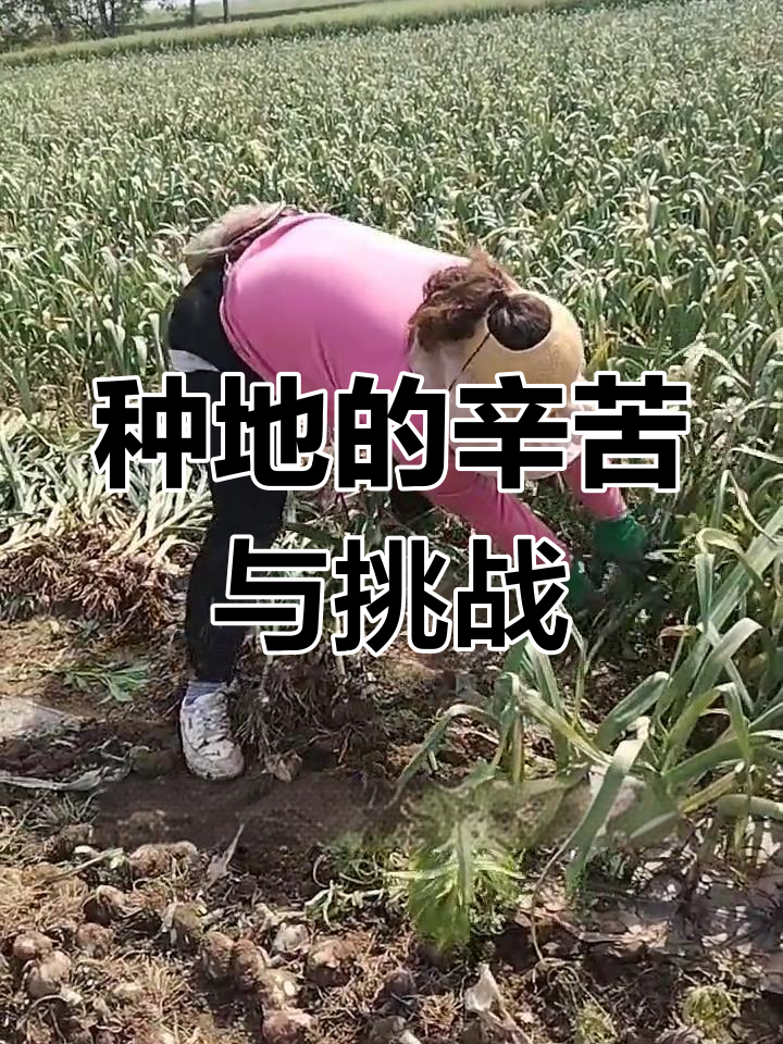 农民种地真不易,腰驼背弯累成这样