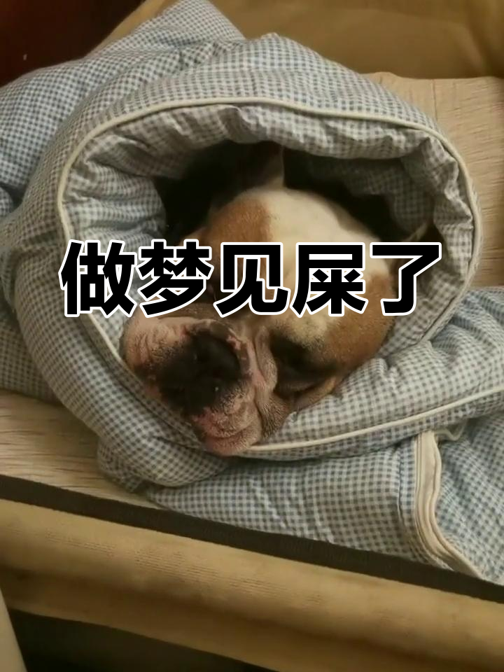 梦见屎,这是什么意思?