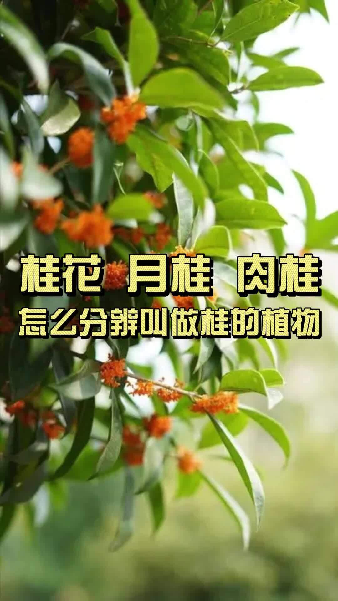 桂花,月桂,肉桂,这些桂桂的都是什么植物