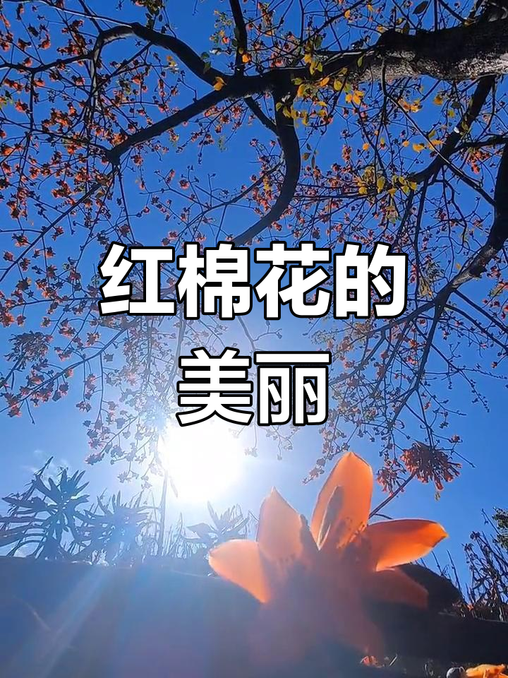 红棉花的花语图片