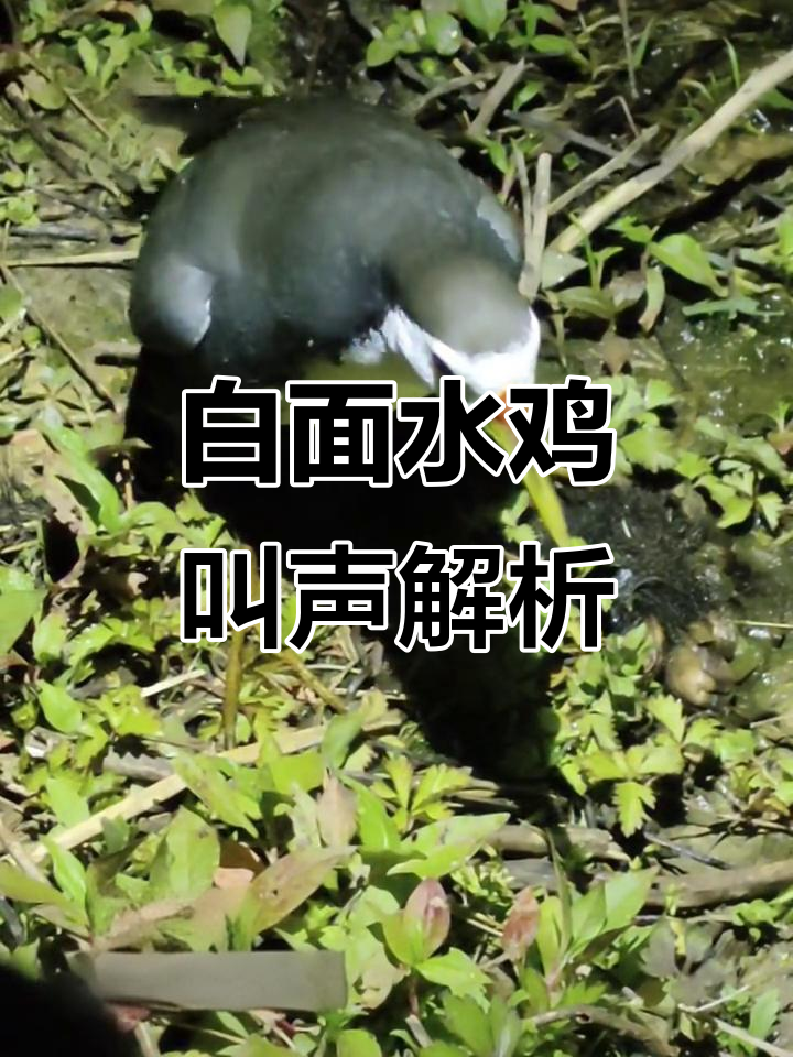 白面水鸡的叫声与灵性,了解鸟类科普