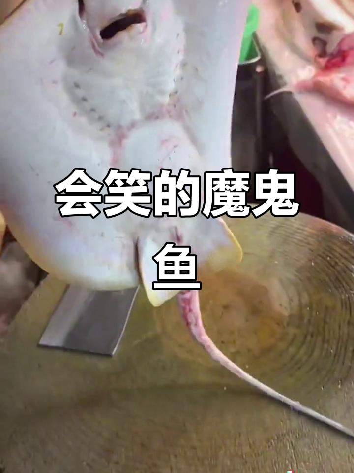 魔鬼鱼也能微笑?揭秘鳐鱼的独特魅力