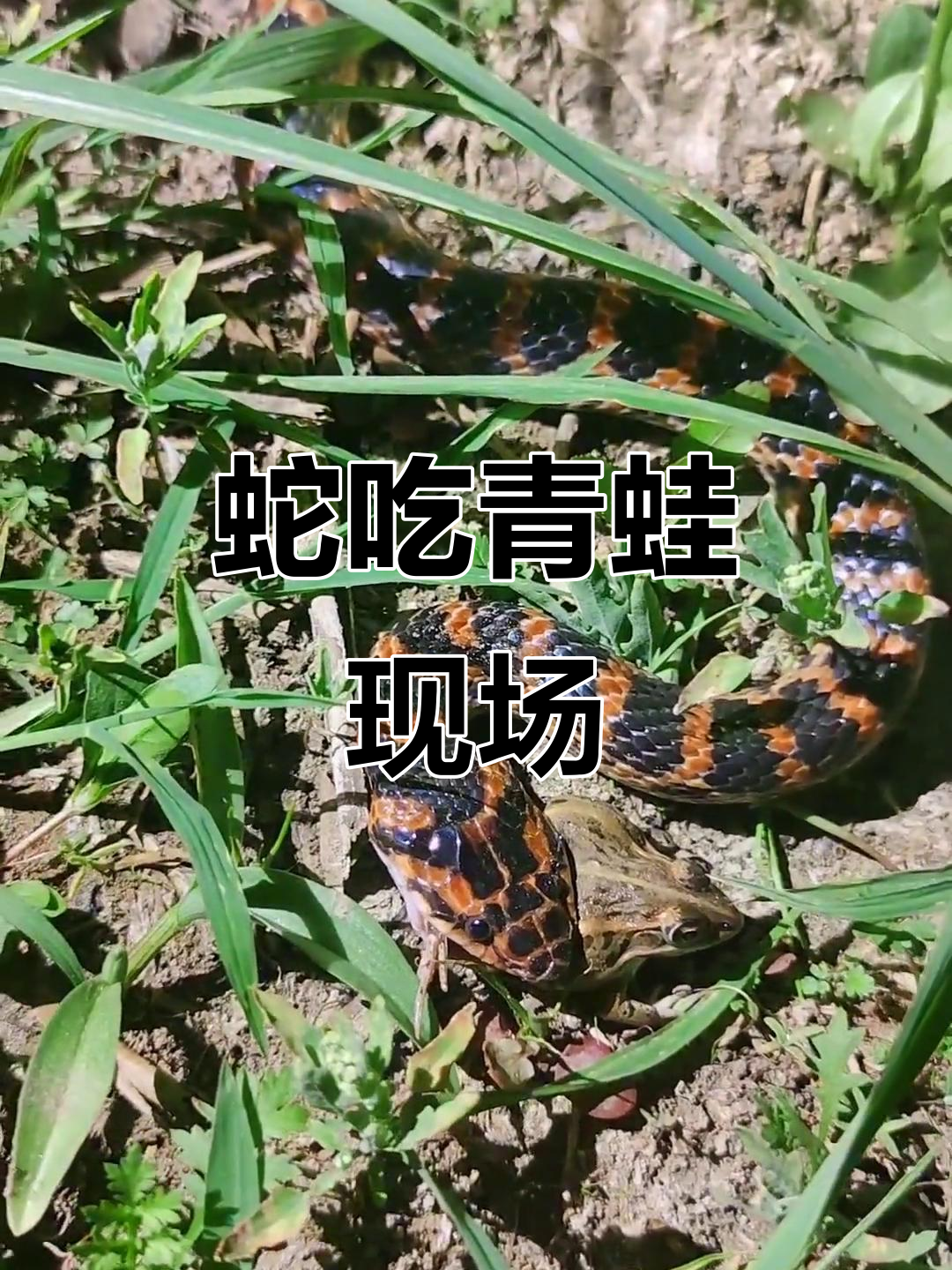 户外惊现蛇吞青蛙,真实画面让人震惊
