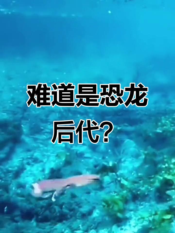 这只动物是恐龙的后裔?难得一见的奇特生物