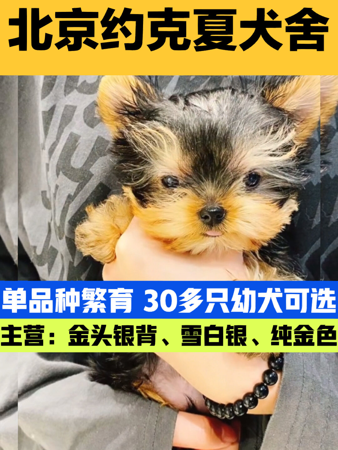 北京约克夏犬舍 雪白银约克夏幼犬金头银背