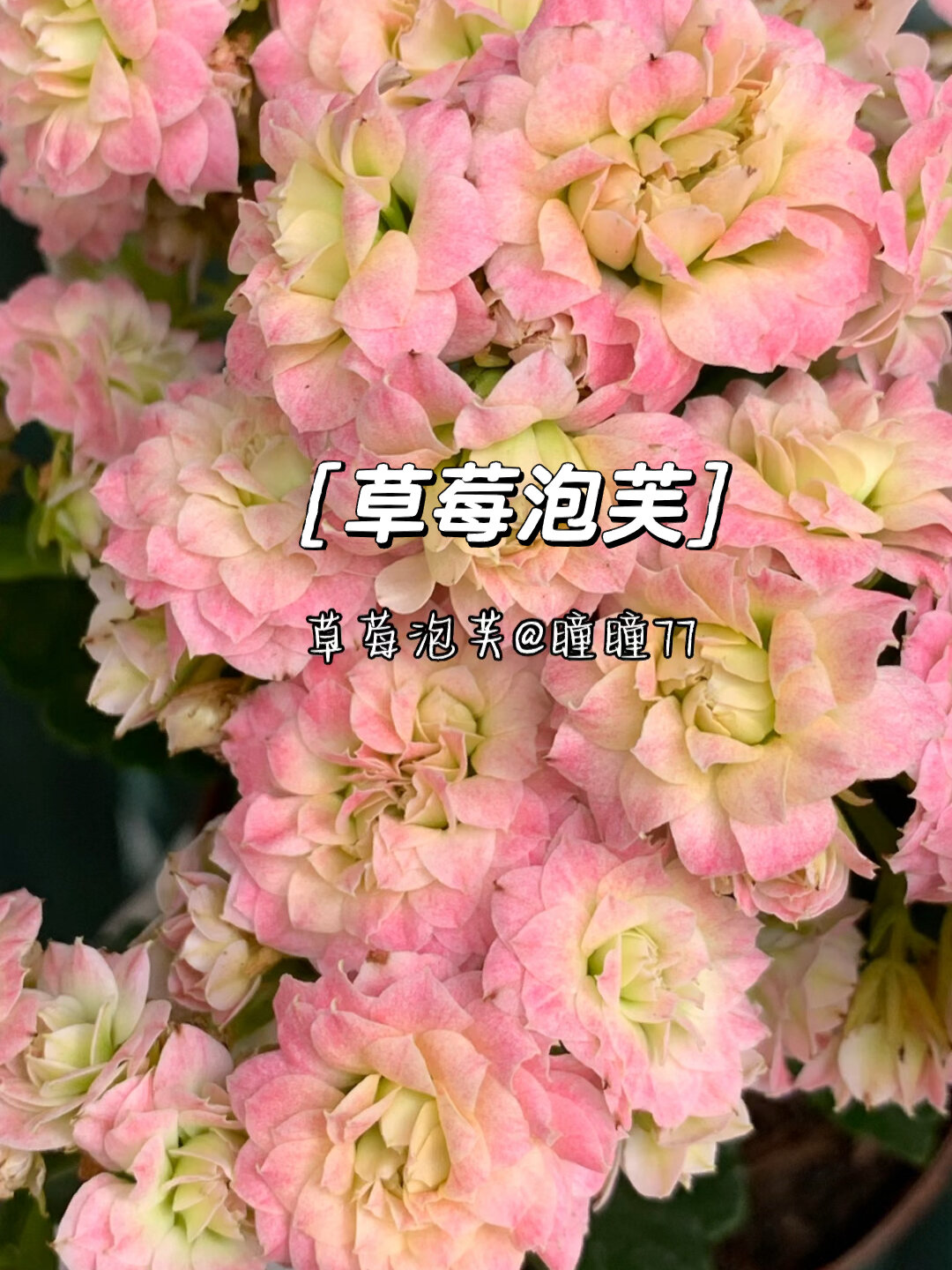 长寿花新品种草莓泡芙