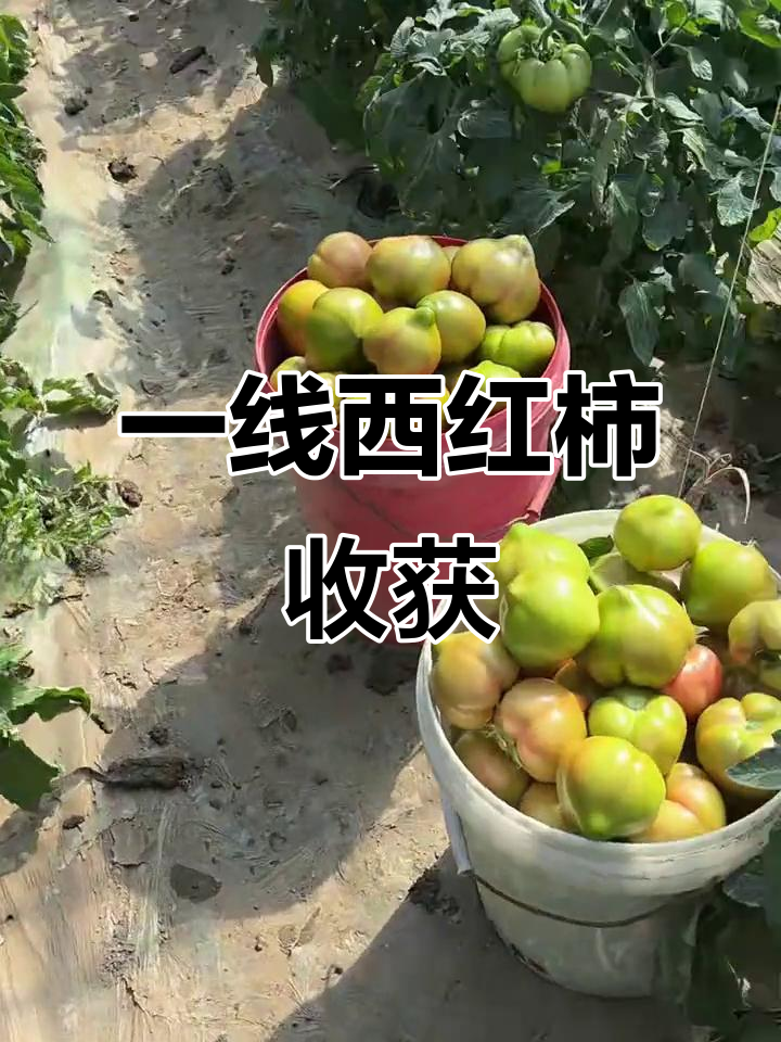 欢坨一线西红柿大丰收,满车油挂让人惊艳