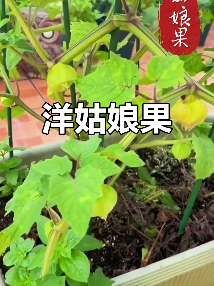 洋姑娘果,汁多味甜,清香扑鼻,口感独特