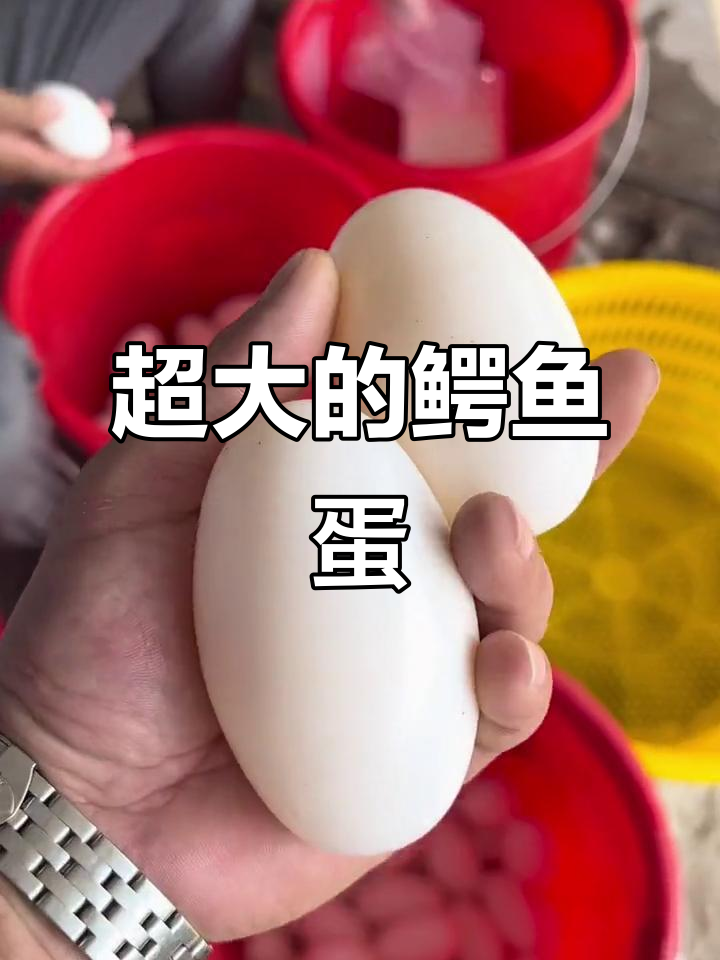 鳄鱼蛋超大,真空包装超有趣