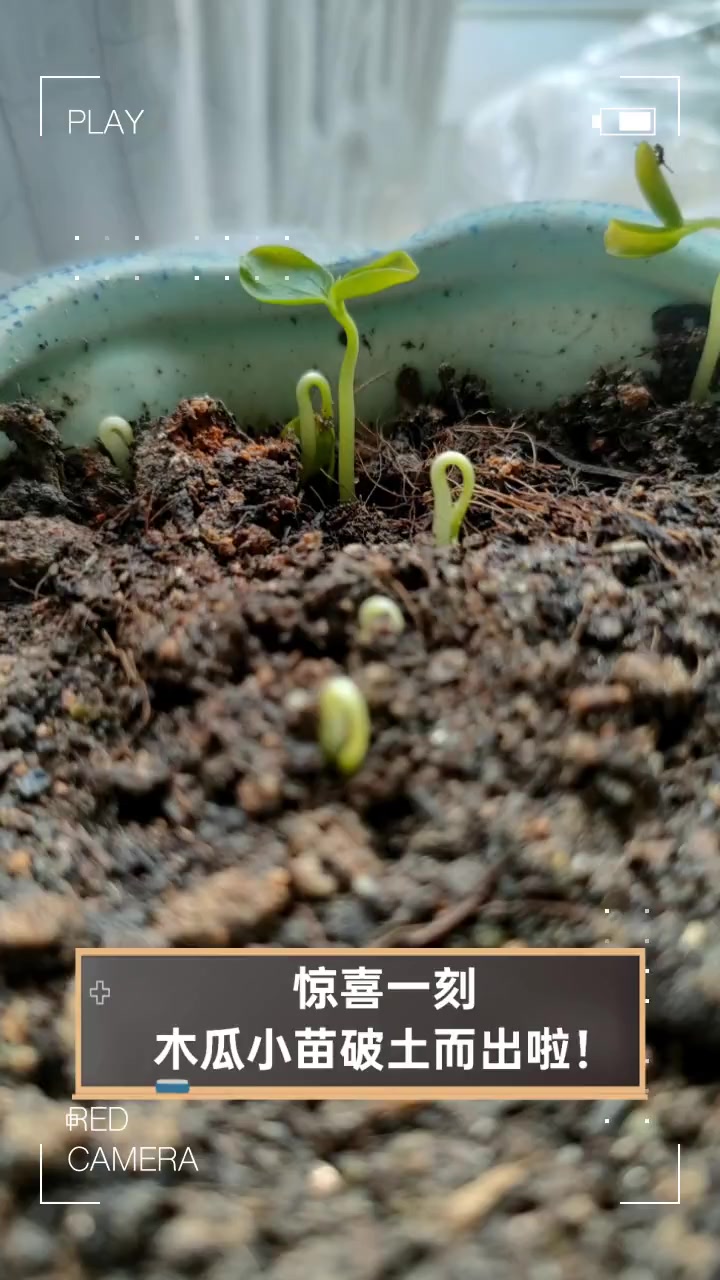 惊喜一刻,木瓜小苗破土而出啦!