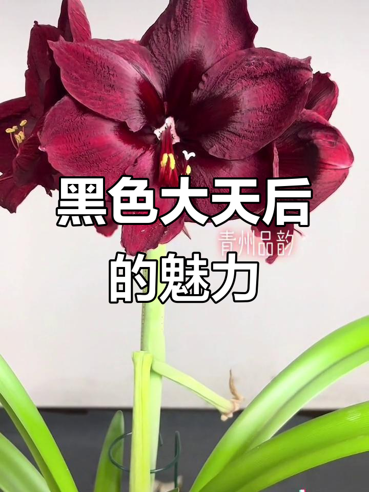 大天后黑红花,超经典大花朱顶红