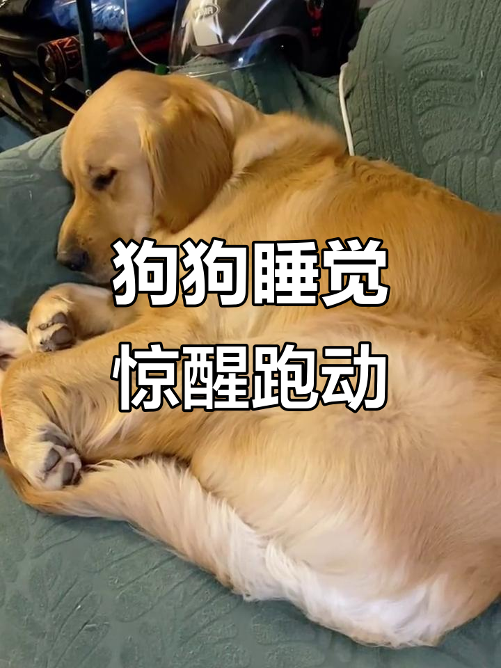 小狗狗睡梦中突然惊醒,跑来跑去超可爱