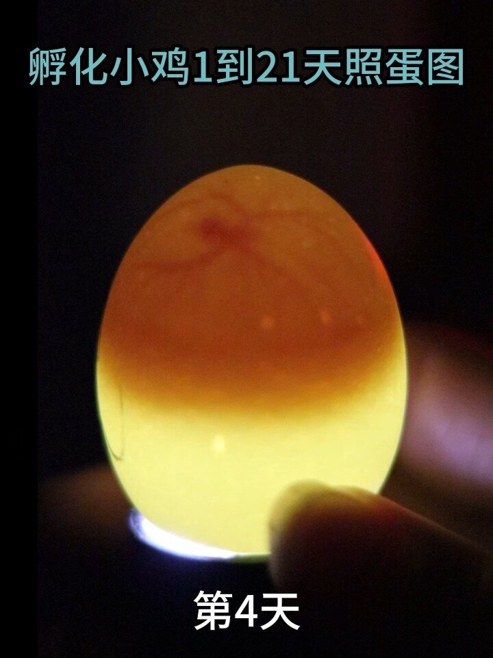 鸡蛋1一17天照蛋图图片