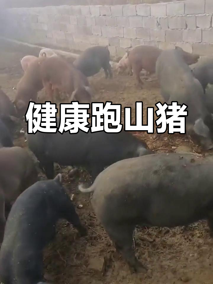 致富经养黑猪四川(致富经cctv7视频养黑豚)