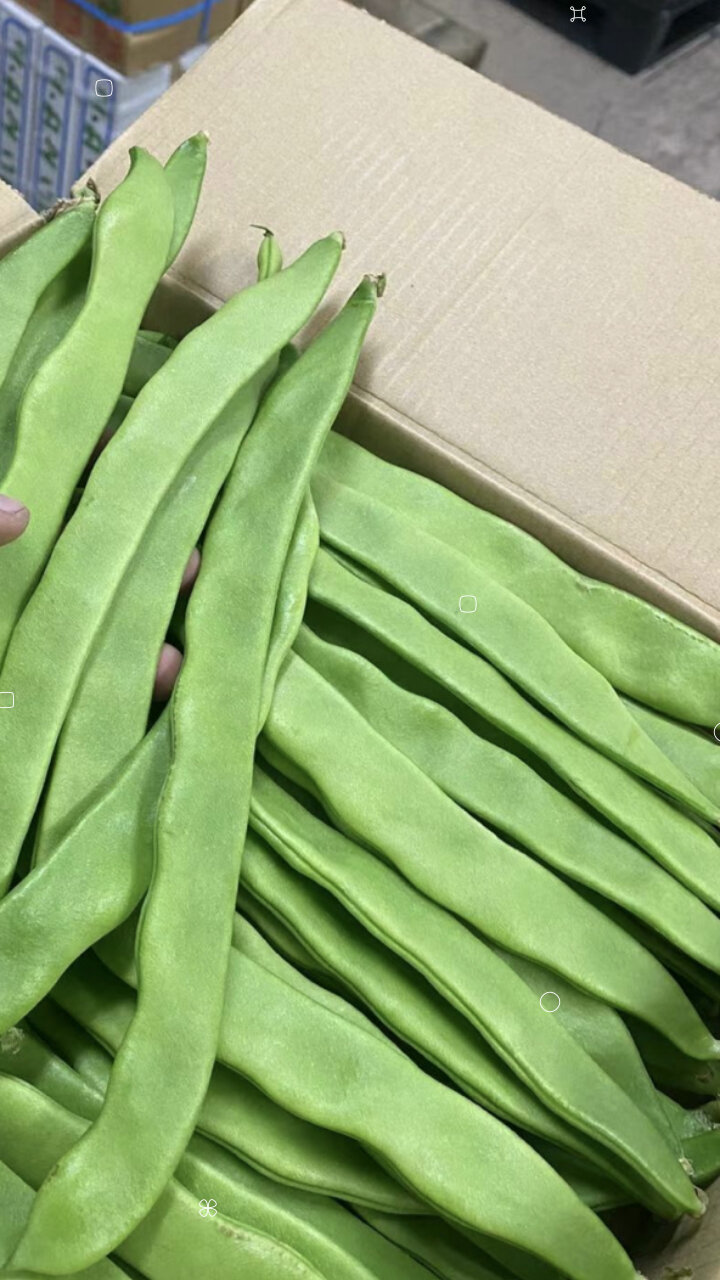 宽豆角细豆角四季豆都嘎嘎新鲜出炉