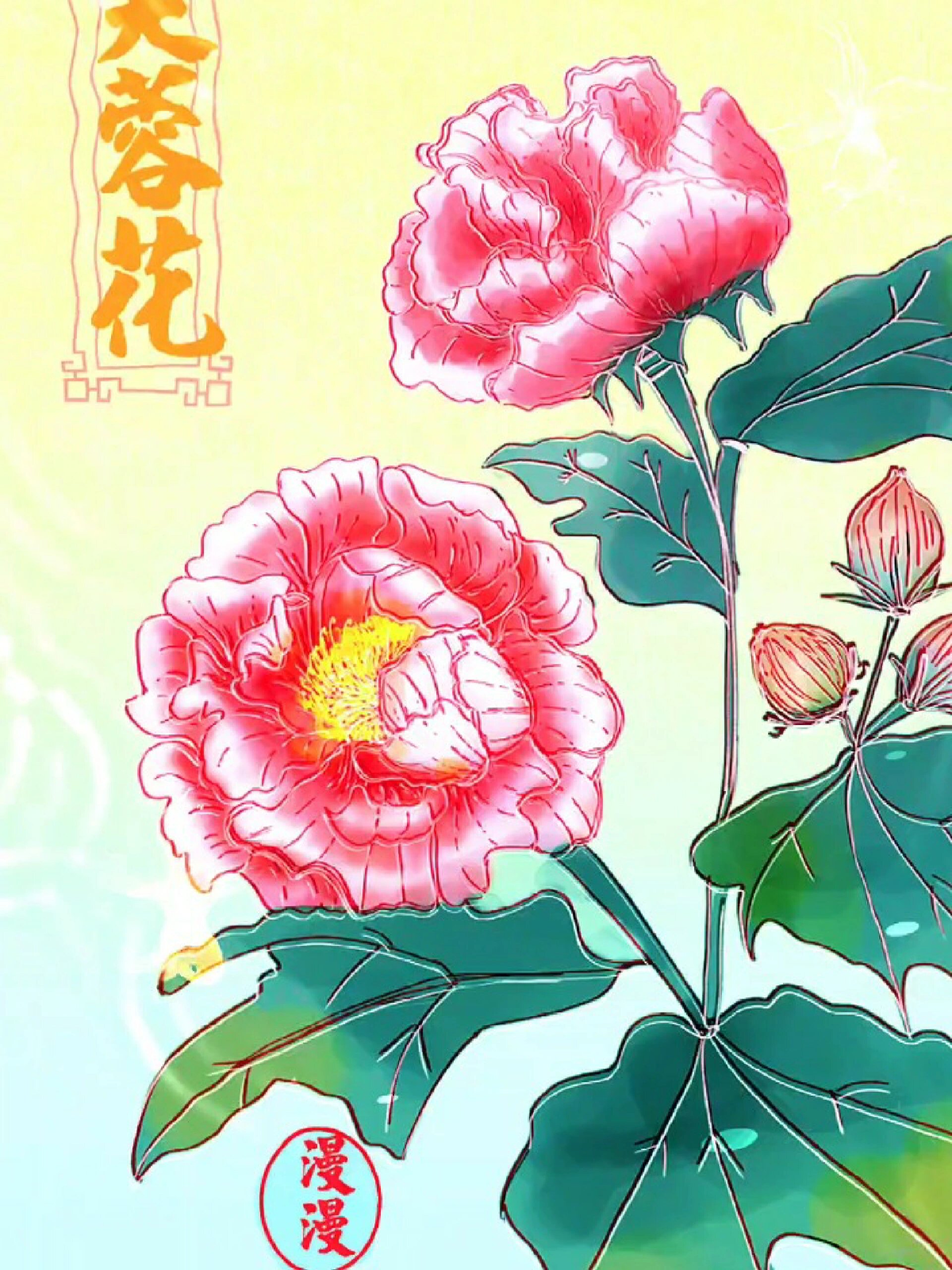 《芙蓉花的美,近在咫尺》