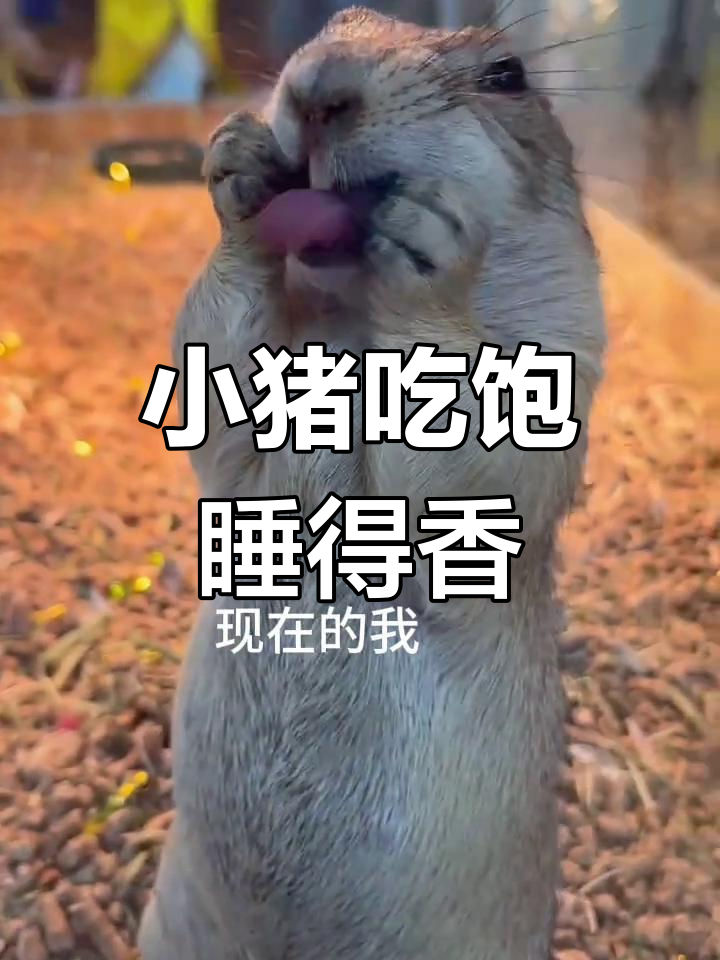 小猪吃饱打呼噜,气呼呼的萌态太可爱了