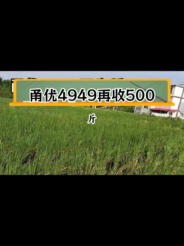 甬优540图片