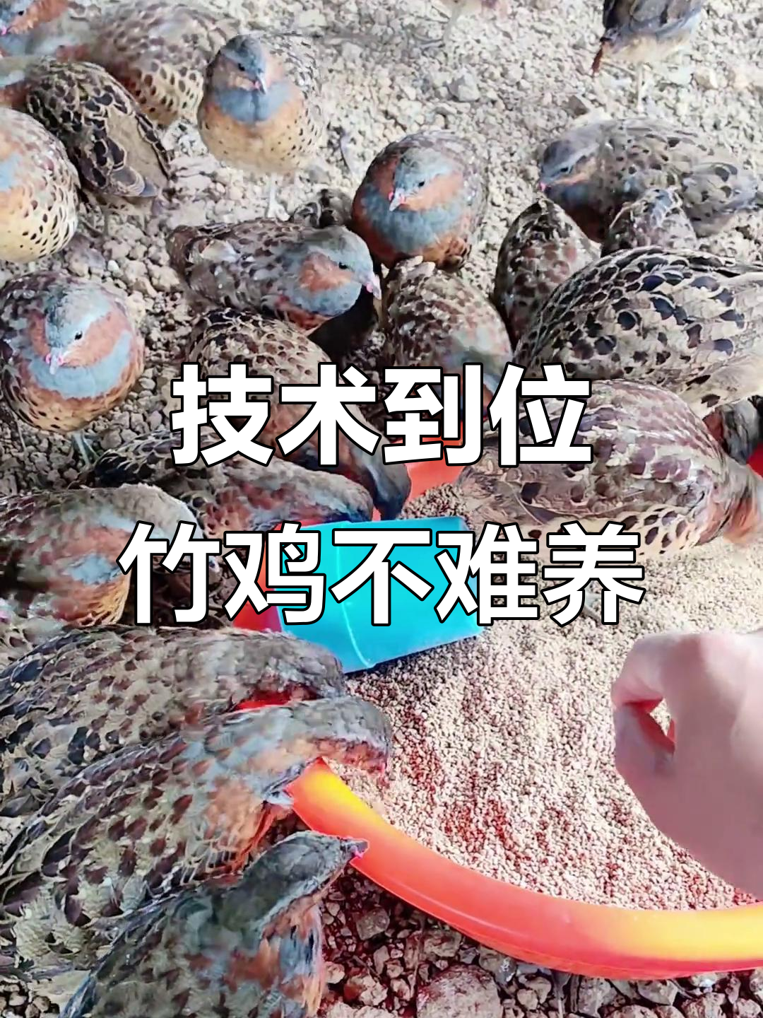 竹鸡养殖技巧:如何轻松驯养珍禽