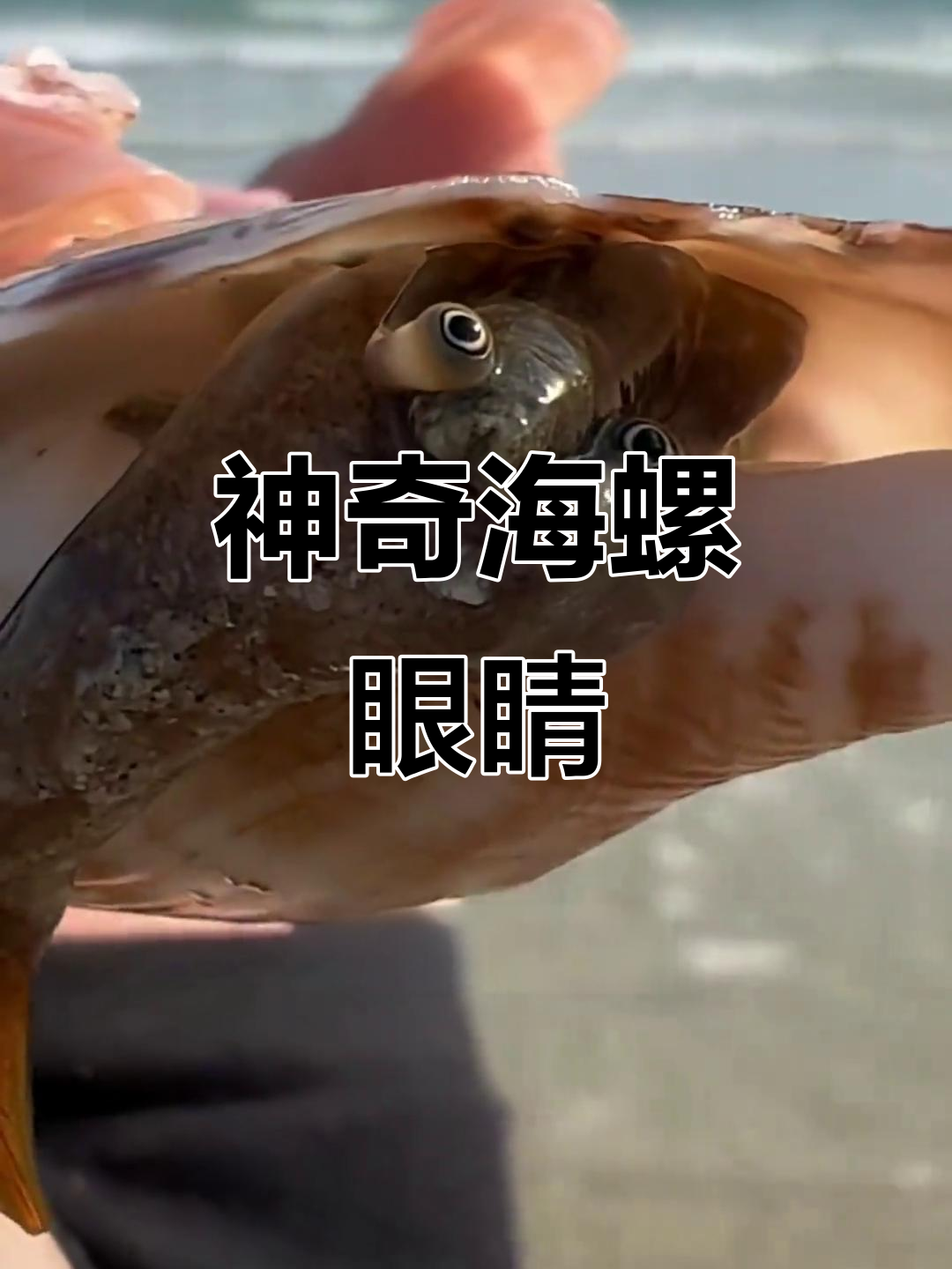 海螺的眼睛竟然如此像人,真是奇妙!
