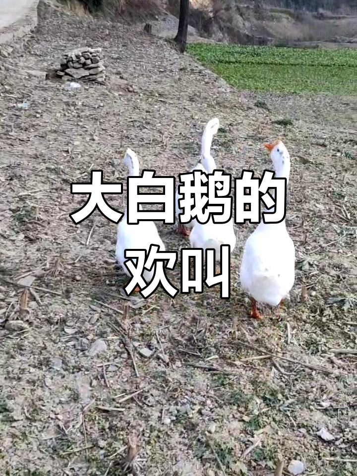 大母鹅叫声图片