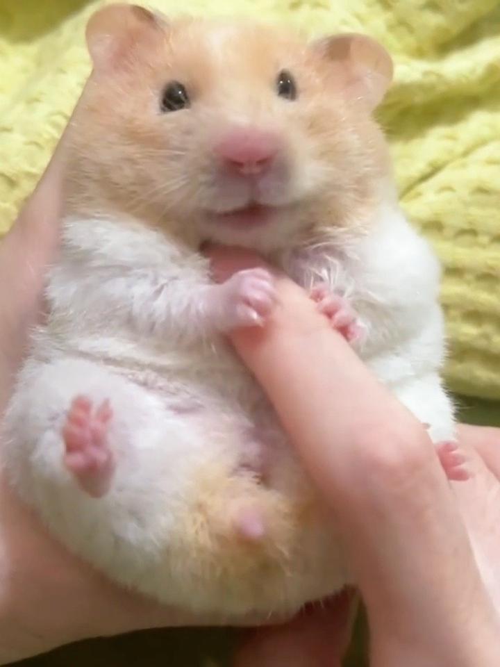 这是谁家的金丝熊,又聪明又可爱