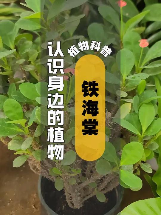 铁杆海棠的简介图片