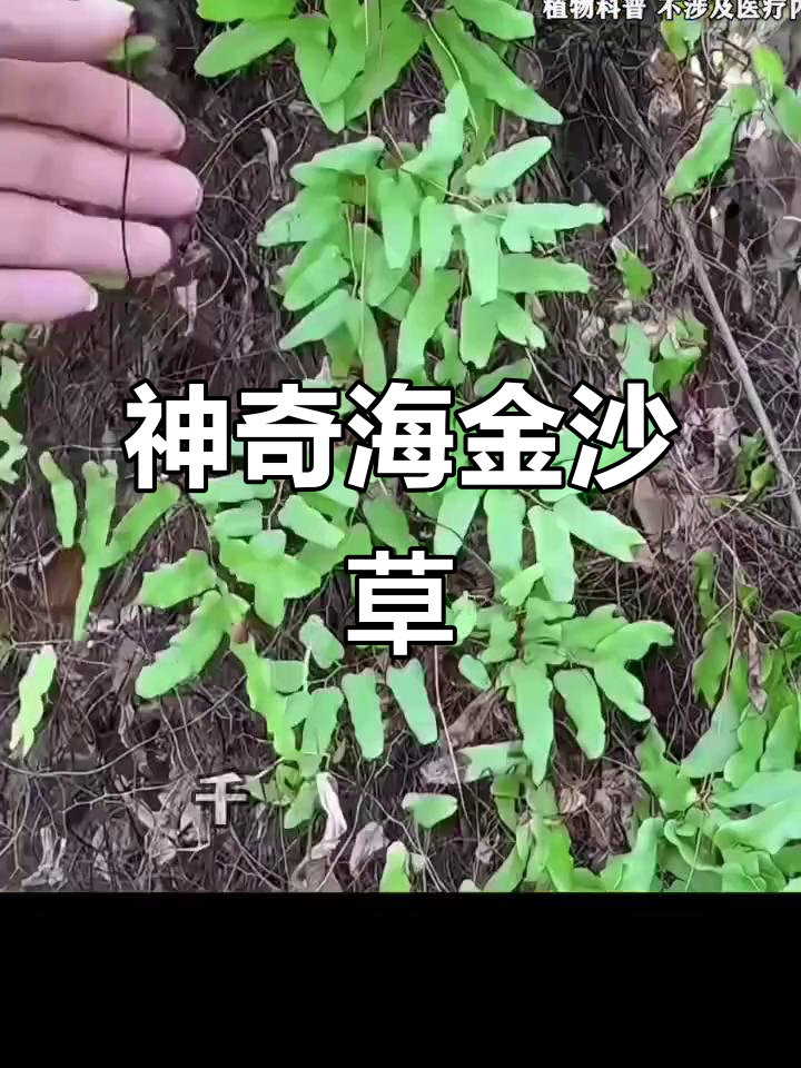 海金沙草:神奇的自然宝藏,你的家乡有吗?