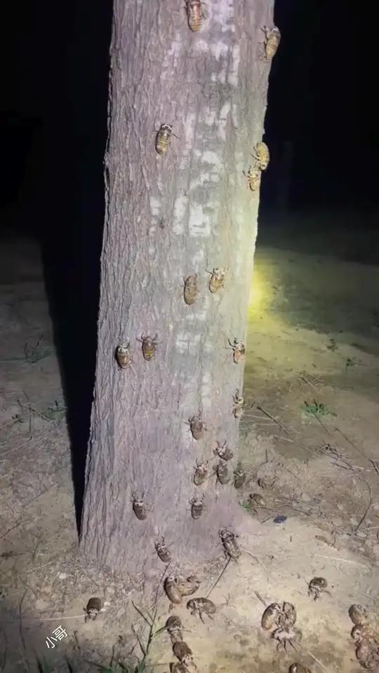 小时候的夏天,最喜欢的事情就是抓知了猴,抠到一只就能开心半天,童年