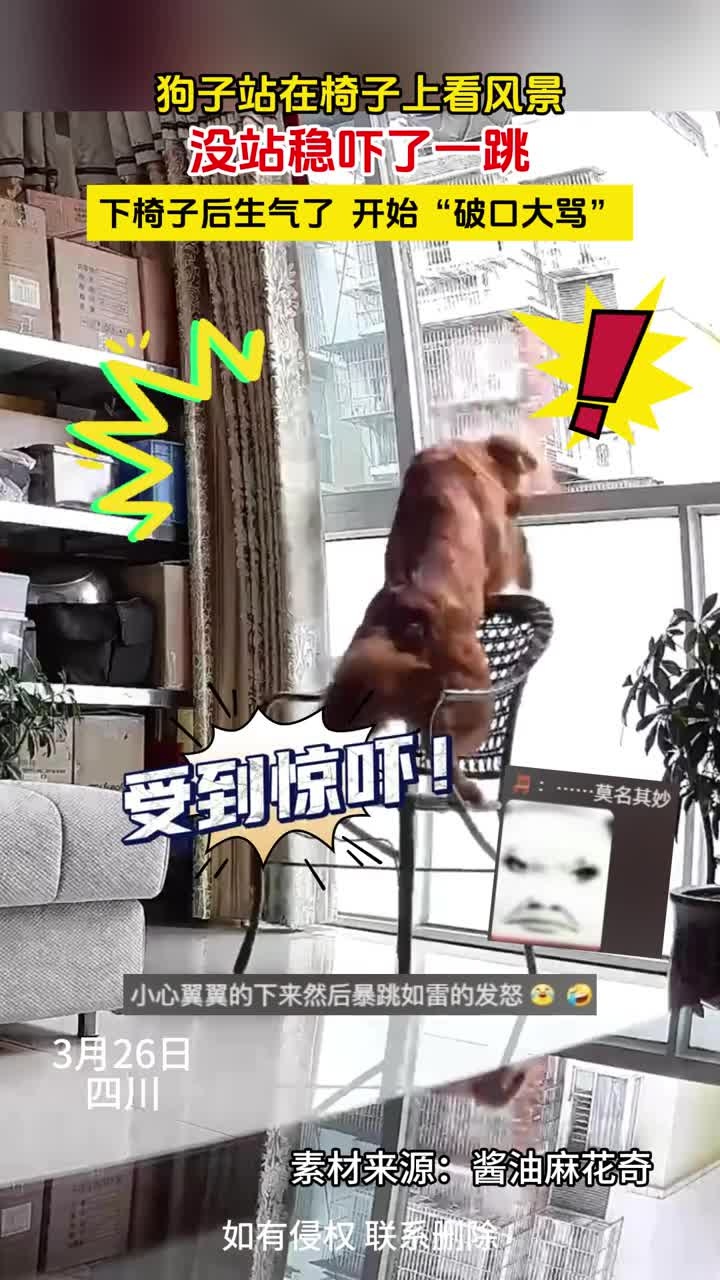 狗子站在椅子上看风景,没站稳吓了一跳,下椅子后生气了,开始"破口大骂