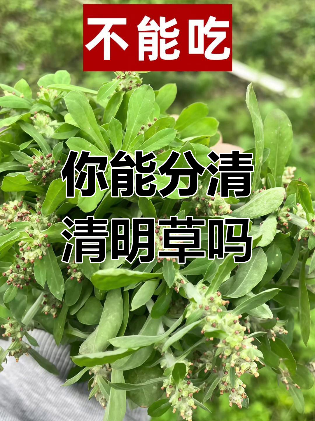 清明草你认识吗?教你分辨真伪,快来看看吧!