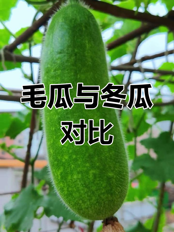 毛瓜,虽与冬瓜同源,但体型差异巨大