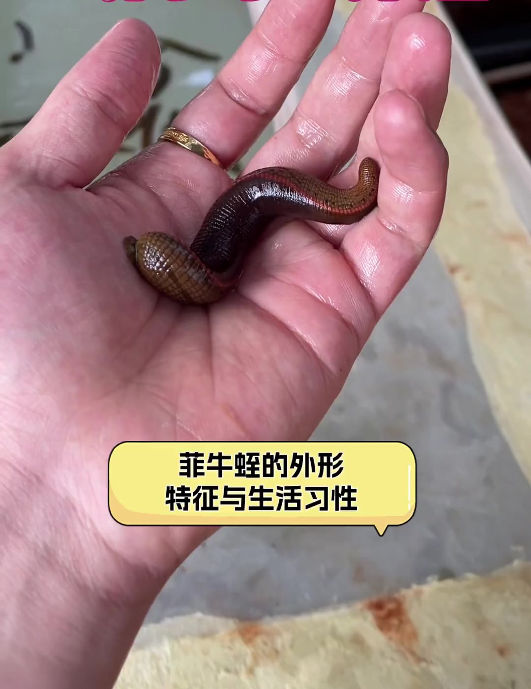 双脑通菲牛蛭图片