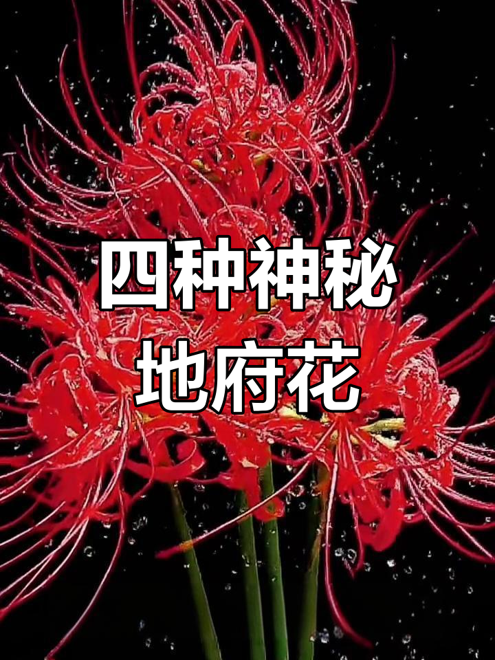 地府四大冥花,美丽又顽强