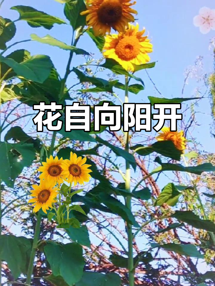 向阳花开,生命的力量