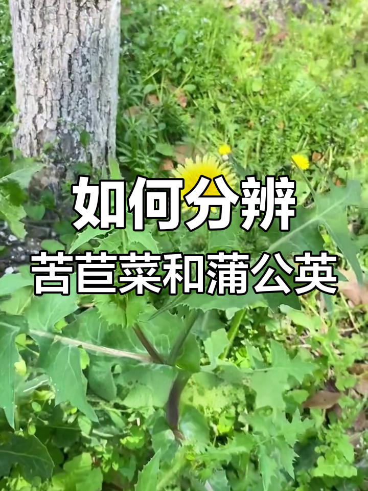 苦苣菜与蒲公英:如何区分这两种常见野草