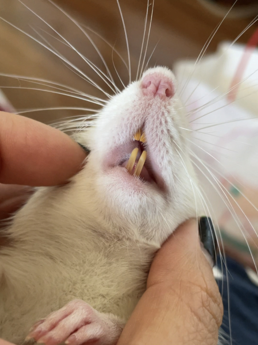 老鼠的牙齿竟然是可以自动分开的-度小视