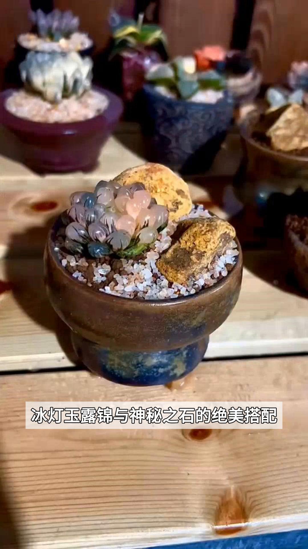 冰灯玉露锦与神秘之石的绝美搭配,你见过吗?