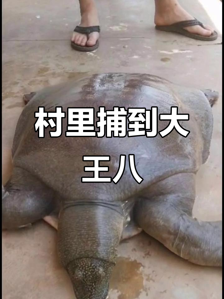 江苏徐州村里的甲鱼传奇,十几斤大王八引来惊喜