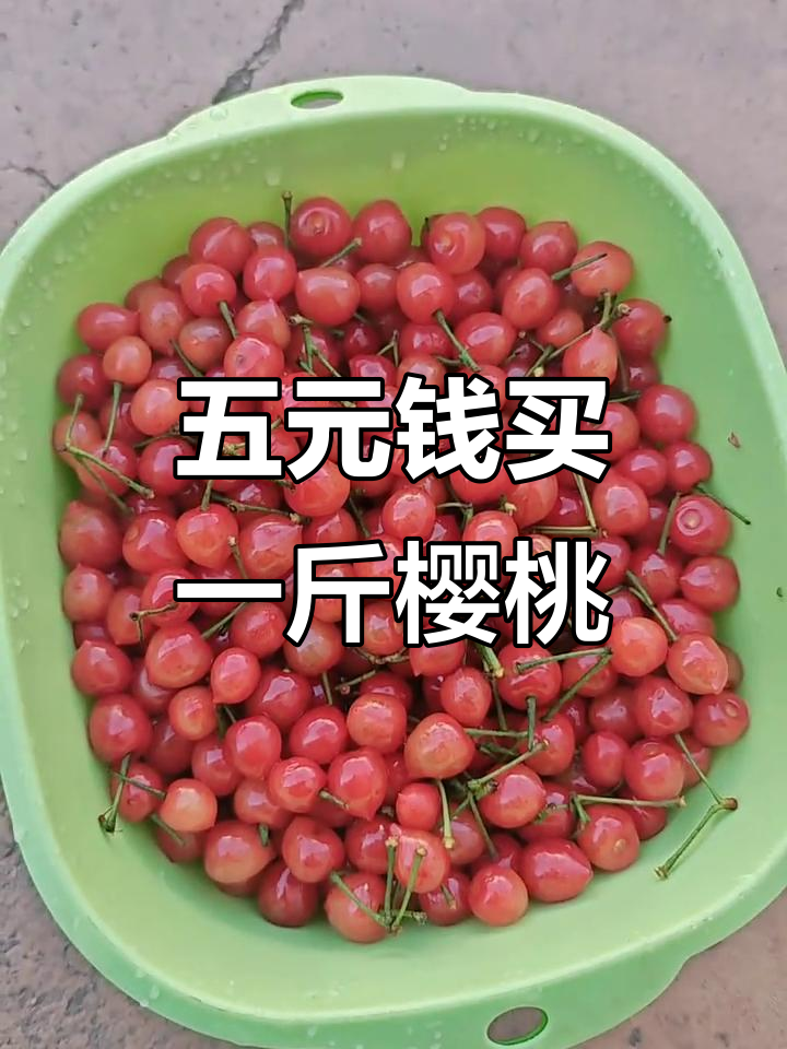 云南老品种樱桃,五块钱一斤随便吃!
