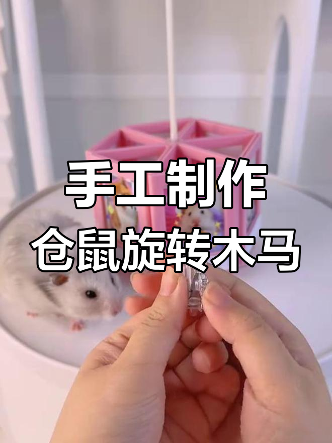 用废品自制旋转木马,仓鼠也能享受乐趣