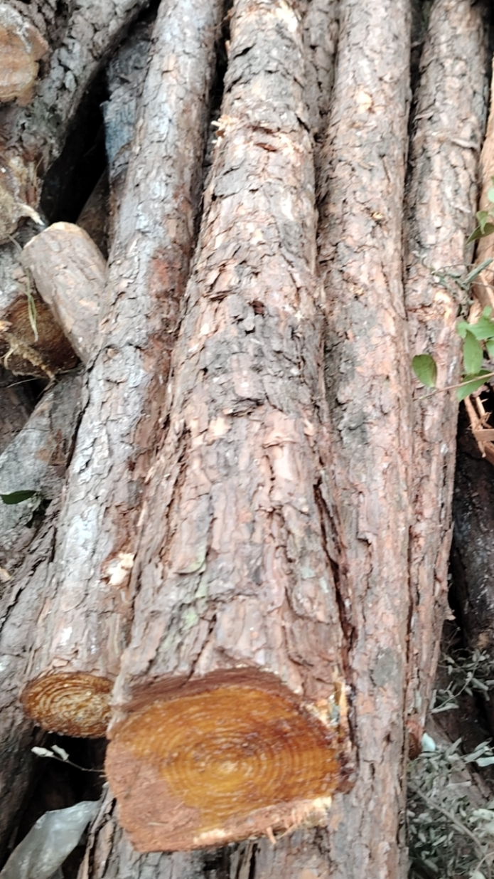 工地护坡 河道打桩木 松木桩-度小视