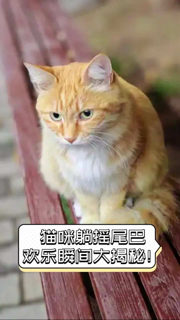 猫为什么摇尾巴 猫为什么摇尾巴